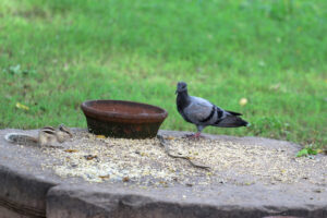 A Pigeon and A Squirrel -Creating Euphony away from the Civilized World