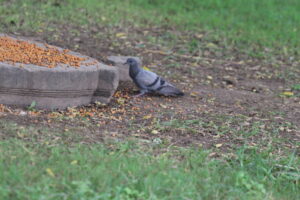 The Petite Food Servings satiate the Craving of Stout-bodied Pigeon. A Classy Example of Fine Dining Activity