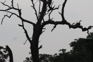 Tree Branching – Drawing a Close Parallel to Human Life Span