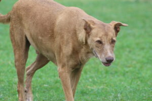 The Fearless and Calculative Pariah Canine Treading on Velvety Grass
