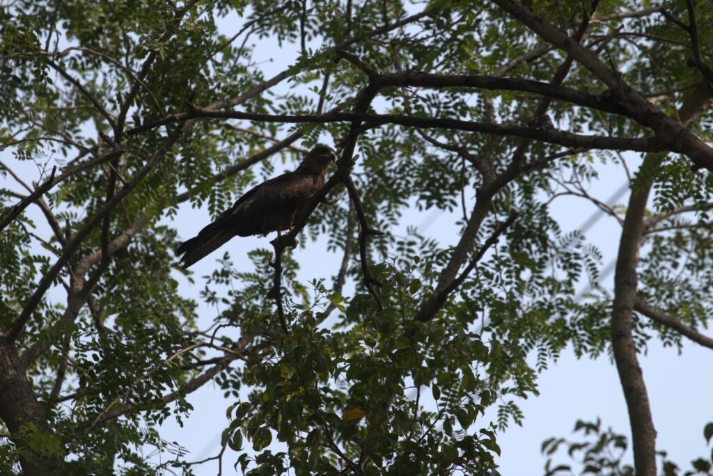 Bird Perched on Tree Branch and Feeling the Need of a Companion
