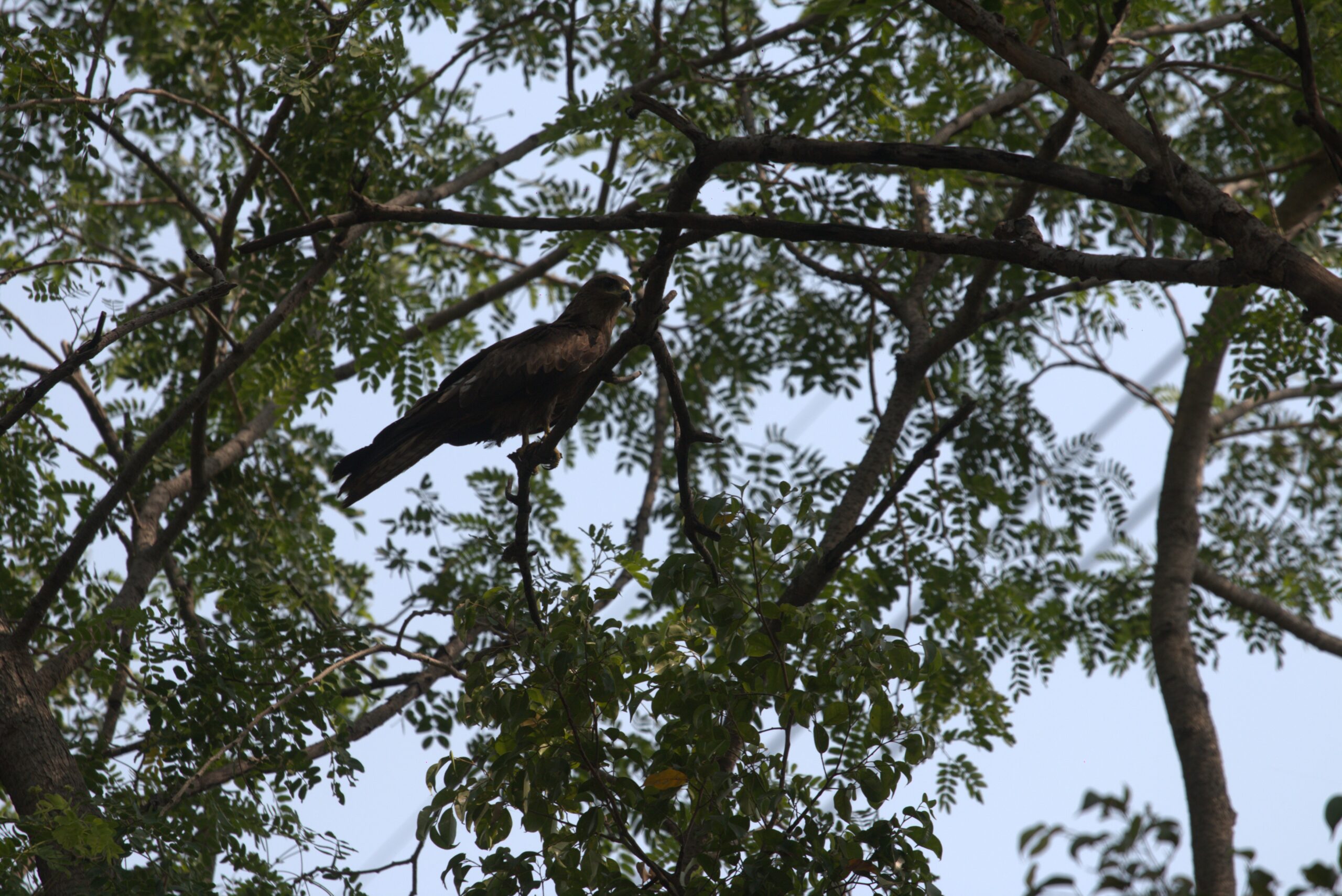 Bird Perched on Tree Branch and Feeling the Need of a Companion