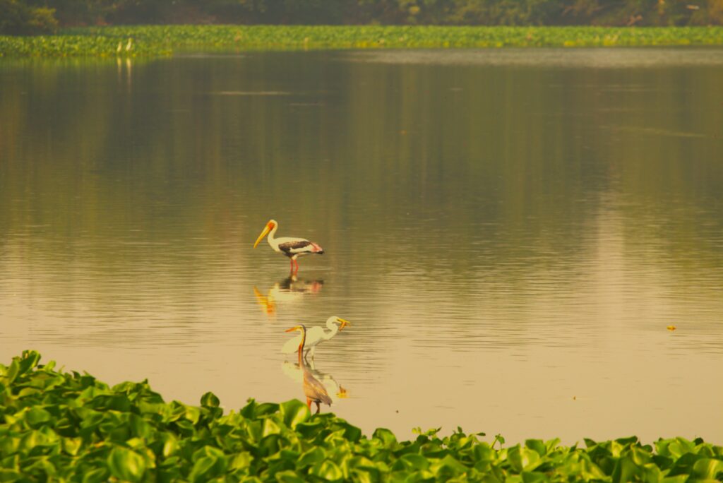 Birds Waiting for Some Unusually Striking Moments