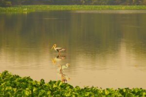 Painted Storks and Off white Egret on a Hunting Game in Standing Waters