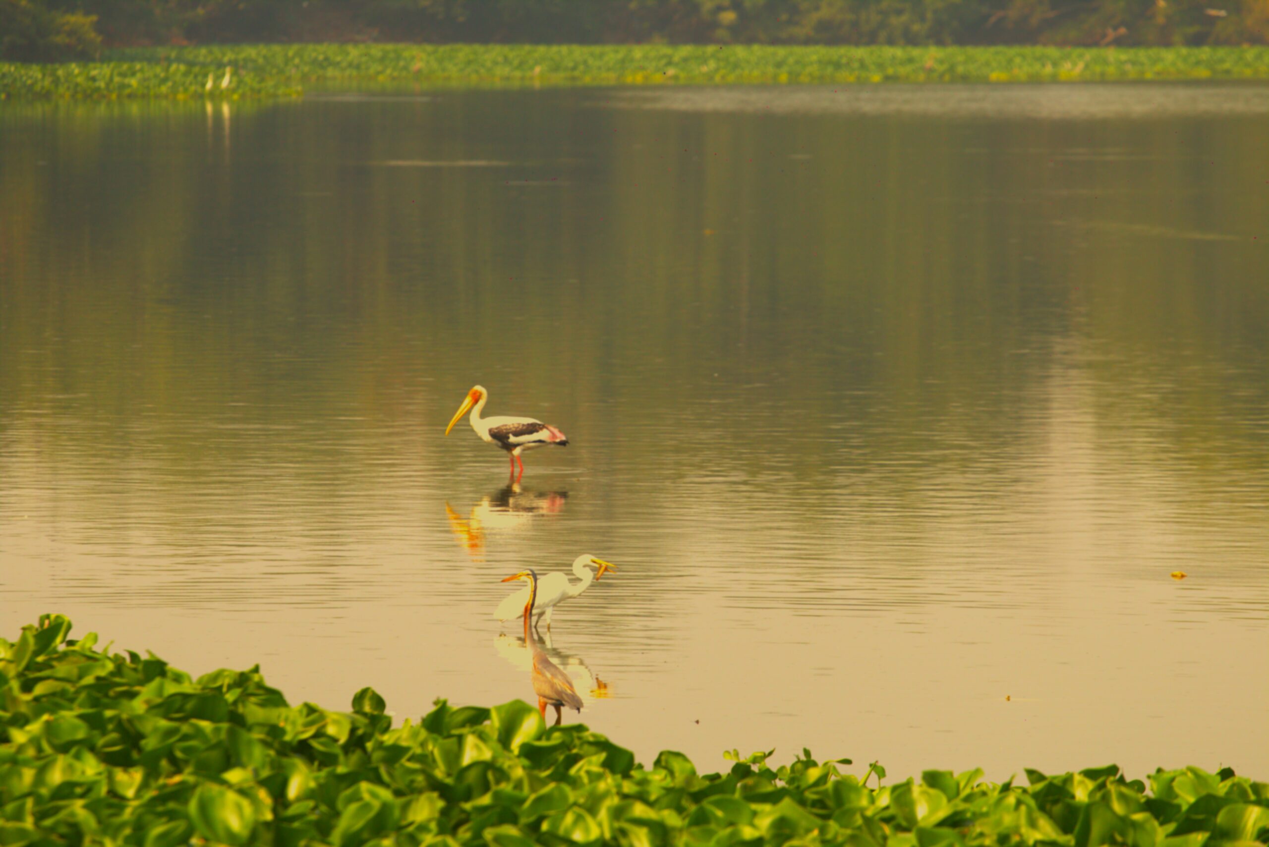 Birds Waiting for Some Unusually Striking Moments