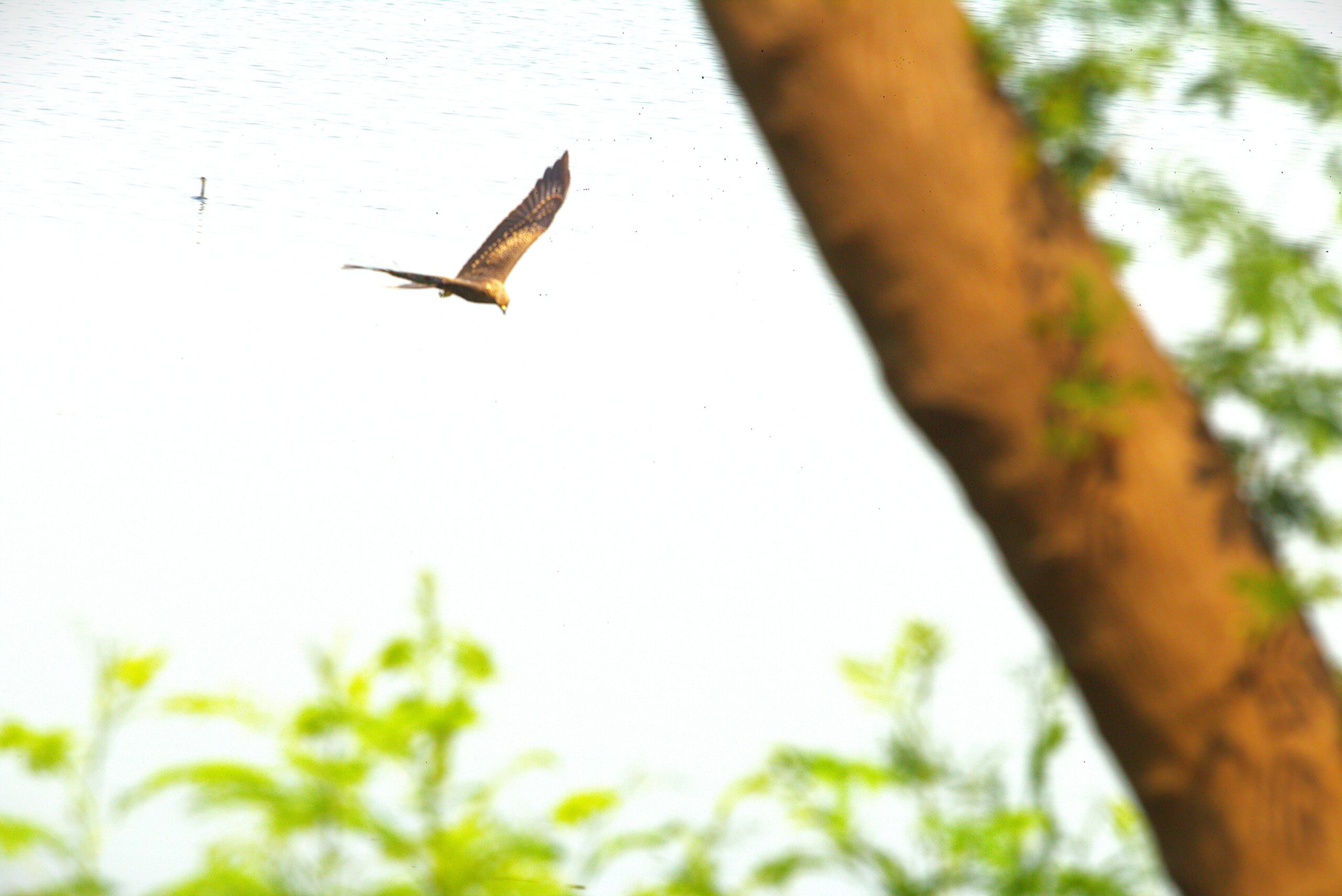 Eagle in a Flying Action