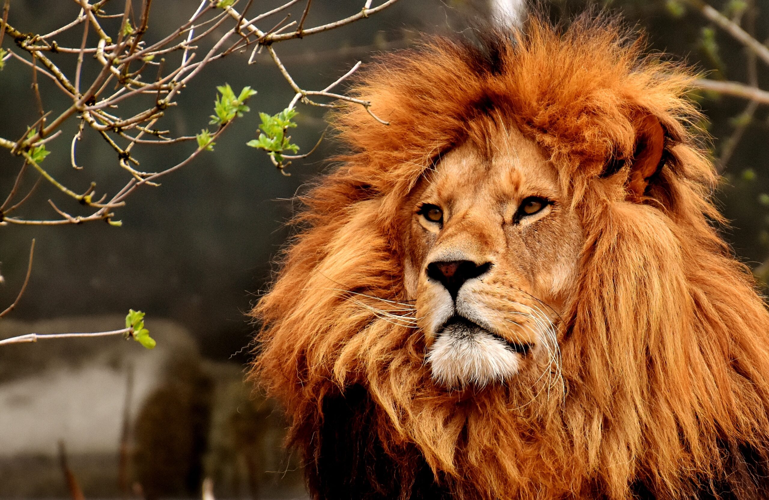 Emperors of the Jungles