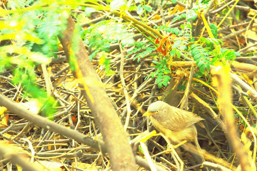 Small Bird on a Day Watch Exercise