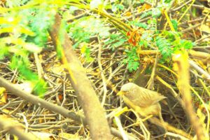 The Jungle Babbler on a Day Watch Exercise