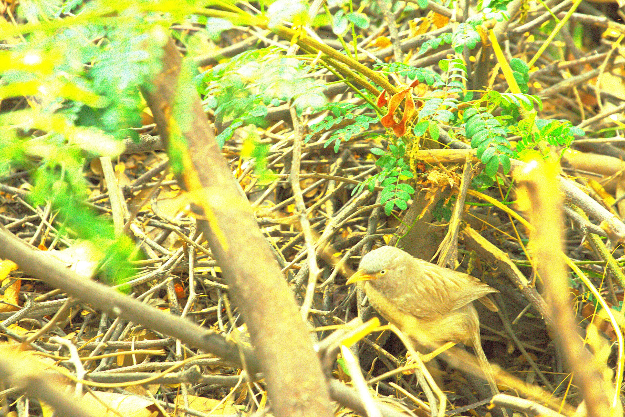 Small Bird on a Day Watch Exercise