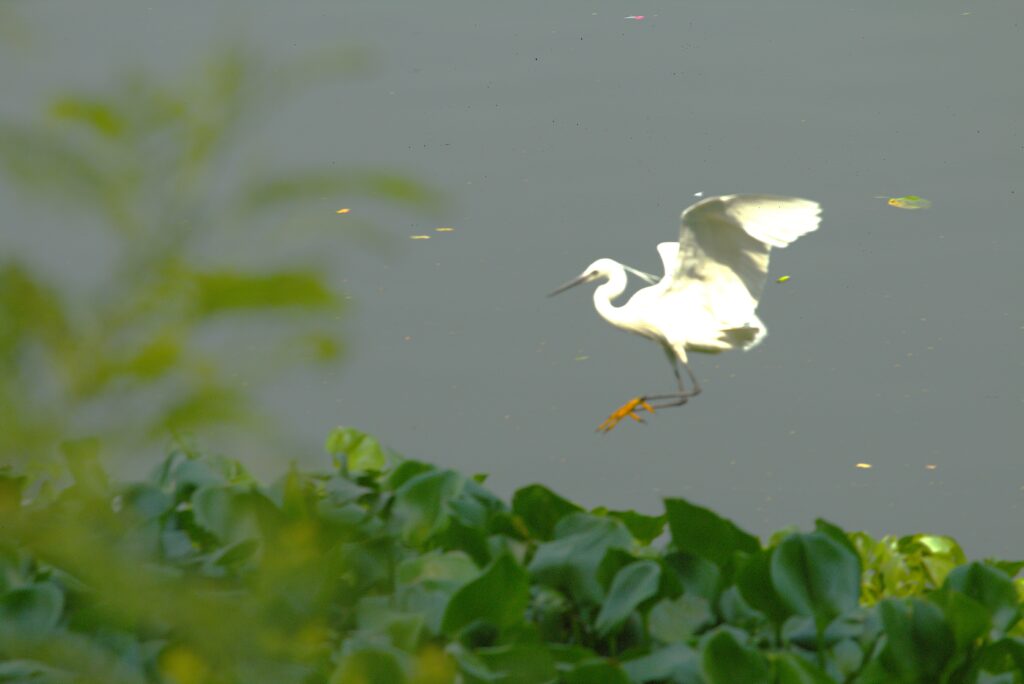 The Great Egret fluttering on descent over the calm waters